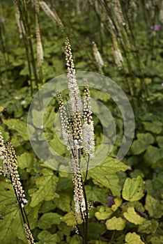 Actaea racemosa var. cordifolia photo