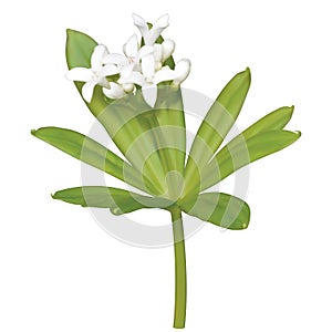 White inflorescence of butterbur sweetscented bedstraw with leaves