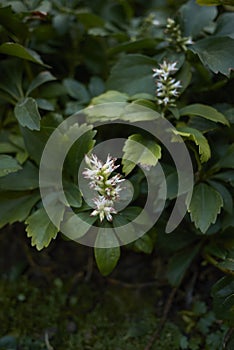 White inflorescence of Pachysandra terminalis