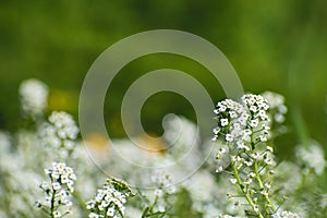 White inflorescences of  alyssum flowers