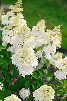 White inflorescences of paniculate hydrangea Fraise Melba in the garden photo