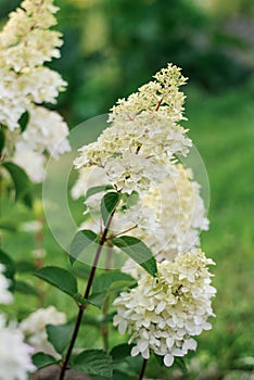 White inflorescences of paniculate hydrangea Fraise Melba in the garden photo