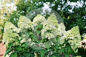 White inflorescences of paniculate hydrangea Polar Bear in the garden