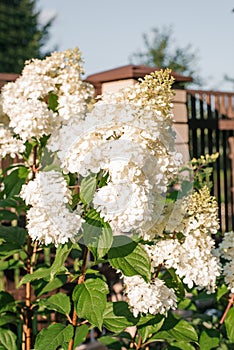 White inflorescences of paniculate hydrangea Vanilla Frise in the garden photo