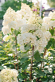 White inflorescences of paniculate hydrangea Vanilla Frise in the garden