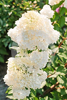 White inflorescences of paniculate hydrangea Vanilla Frise in the garden photo