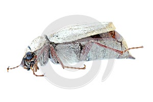 White insect beetle