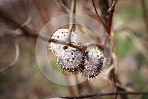 White insect cocoons with spikes and holes on leafless hedge branch on spring greenery background