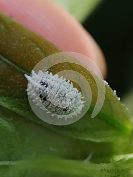 White insect stick to tree leaf