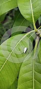 White insects rast in a leave