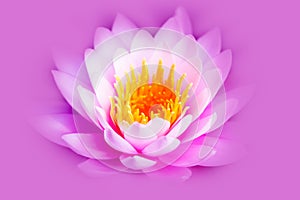 White and intense bright pink lotus flower or water lily with yellow core isolated on a pink purple background