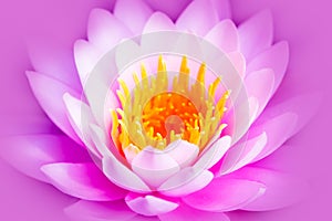 White and intense bright pink lotus flower or water lily with yellow core isolated on a pink purple background
