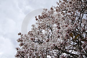 White ipe flower detail with clear sky