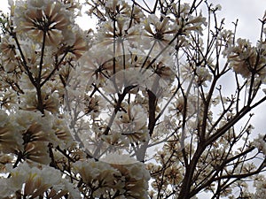 White ipe flowers photo