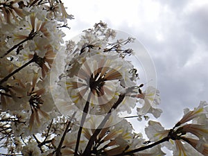 White ipe flowers photo