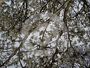 White Ipe tree in bloom - Branches