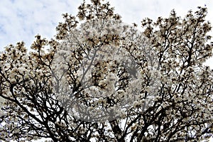 White ipe tree
