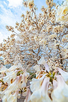 White Ipe tree with white flowers