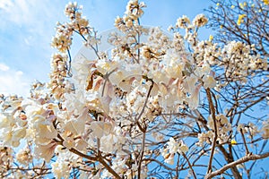 White Ipe tree with white flowers