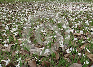 White ipe flowers on the lawn photo
