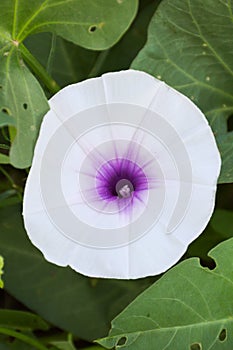 White Ipomoea aquatica flower in nature garden