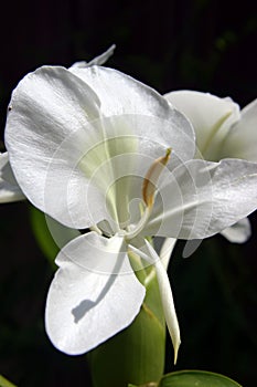 White Iradescent Ginger Flower