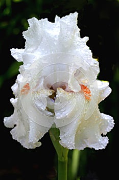 White Iris