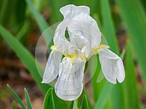 White Iris albicans flower Isolated