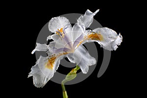 White iris on black background