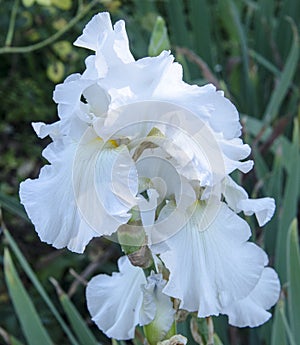 White Iris Bloom 2