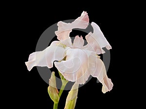 White Iris In Bloom