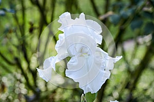 White Iris Bloom 3