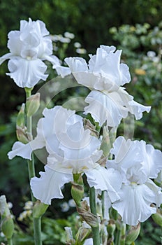 White Iris Blooms