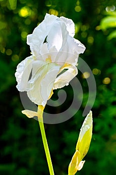 White iris blooms in the garden in sunny weather