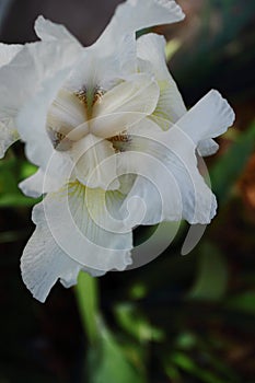 White Iris Close Up