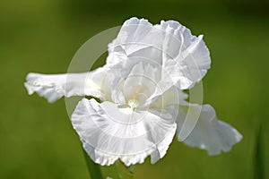 White Iris Flower