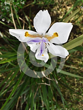 White Iris flower