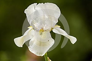 White iris on a flower bed in the garden