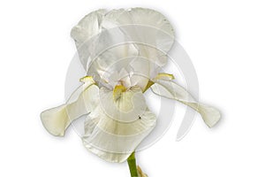 White iris on a flower bed in the garden