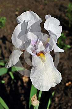 White iris flower blooming, blurry green leaves and soil vertical background