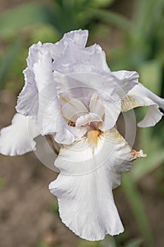 White iris flower close-up.