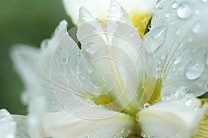 White Iris flower closeup of raindrops after a spring rain