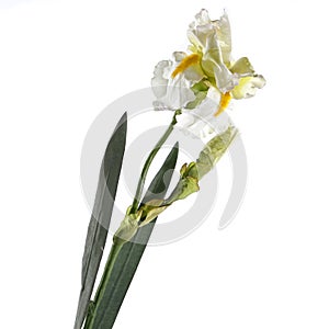White iris flower isolated on white background