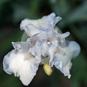 White iris flower macro.