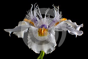 White iris flower macro