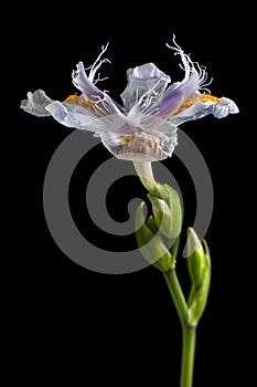 White iris flower macro