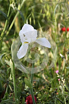 White Iris Flower Plant in The Field