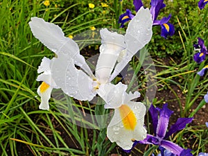 White iris flower with rain drops in garden