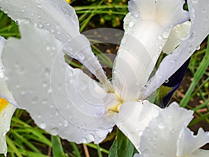 White iris flower with rain drops in garden detail