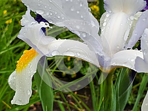 White iris flower with rain drops in garden detail